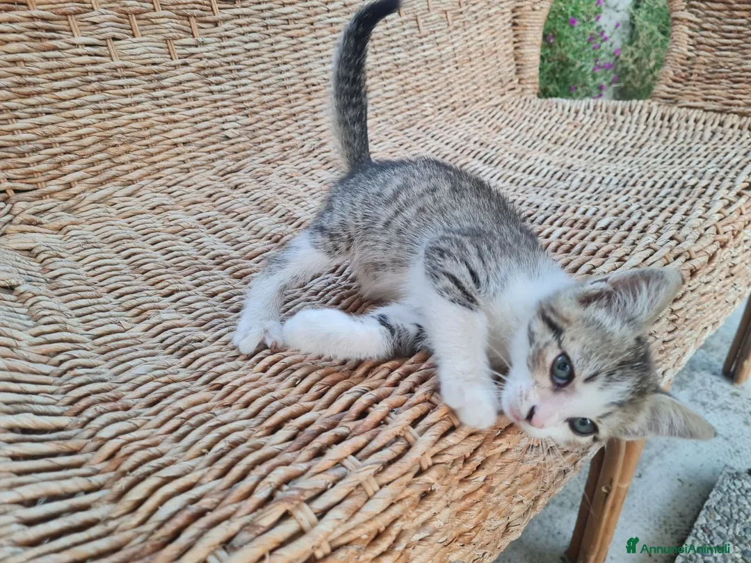 Altre razze cani in regalo: Gattino di 3 mesi cerca casa - Annuncio 6