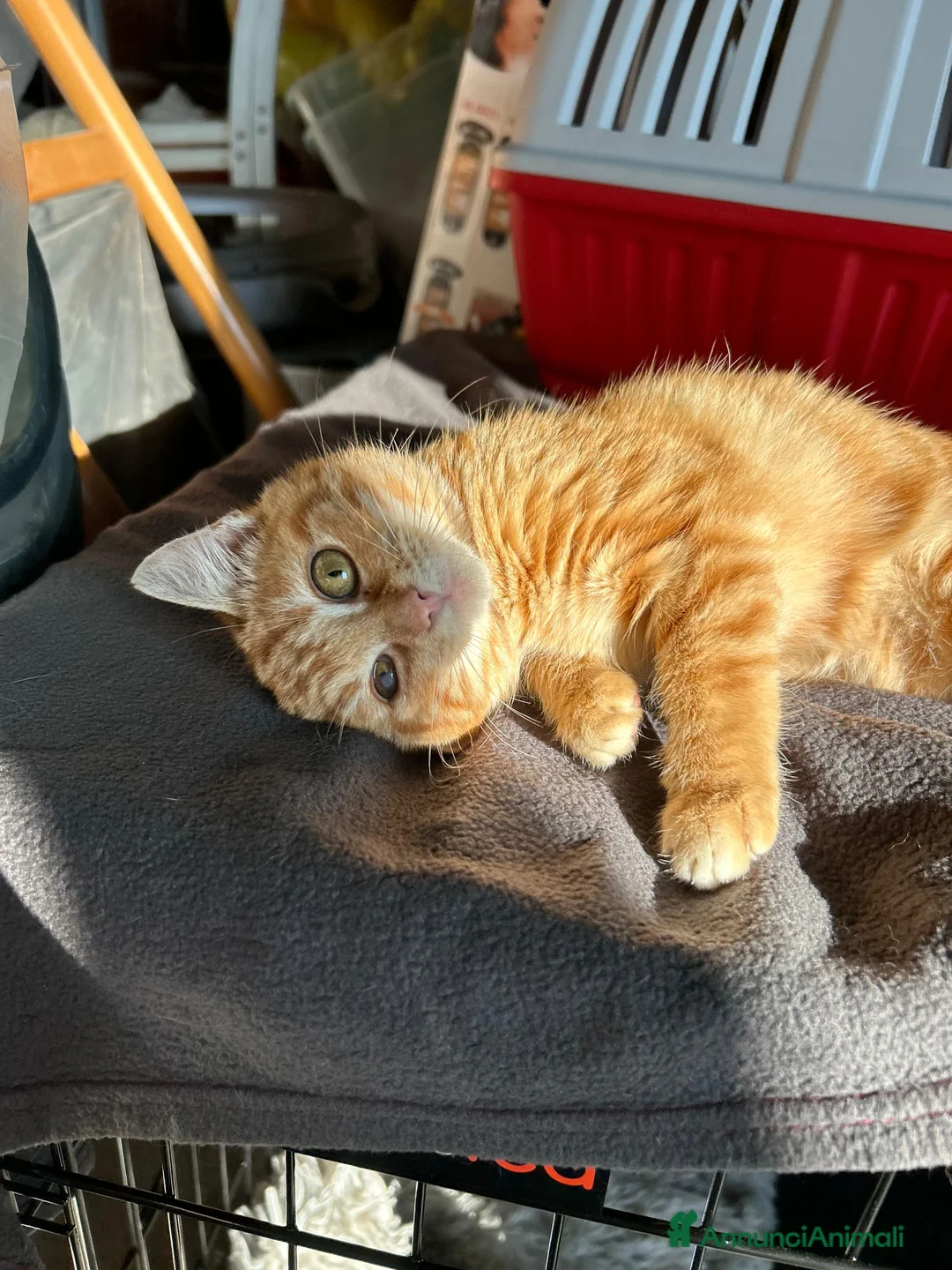 Europeo gatti in regalo: STRILLO CERCA CASA ❤️ - Annuncio 5