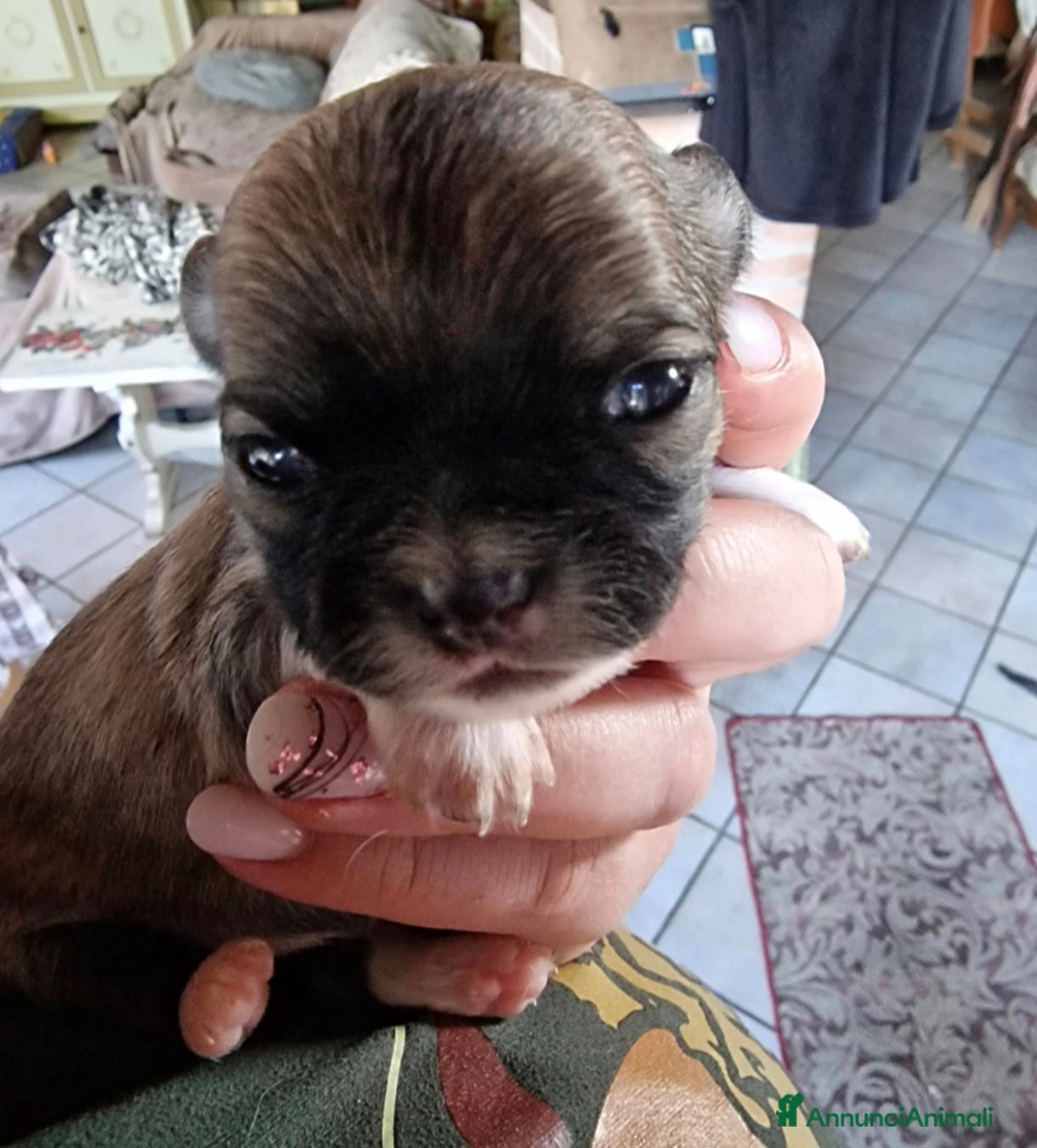 Chihuahua cani Chihuahua fulvi a pelo lungo - Annuncio 20