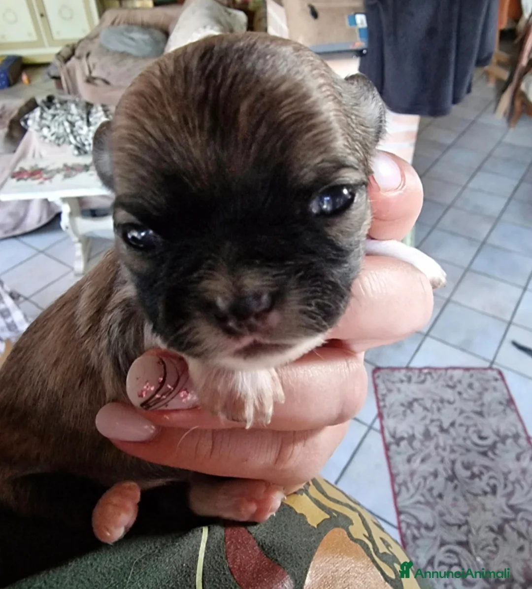 Chihuahua cani in vendita: Chihuahua fulvi a pelo lungo - Annuncio 2
