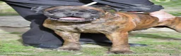 Boxer cani in regalo: IL SIMPATICO VITO HA BISOGNO DI UNA CASA, AIUTALO - Annuncio 3
