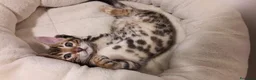 Bengala gatti in vendita: Bellissimi cuccioli di bengala - Annuncio 4