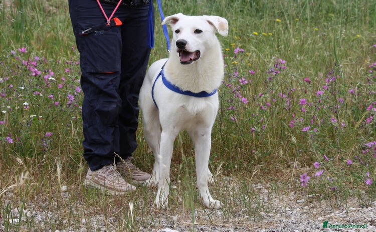 Altre razze cani - Annuncio 16