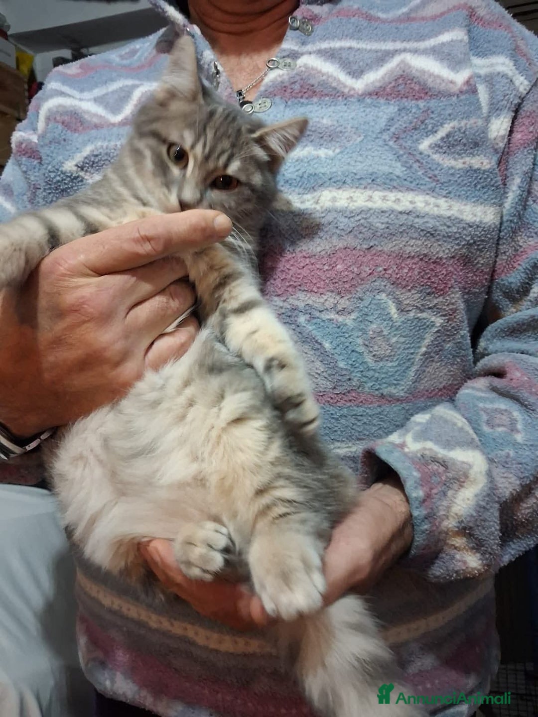 Meticcio gatti in regalo: Perla e Priscilla  - Annuncio 3