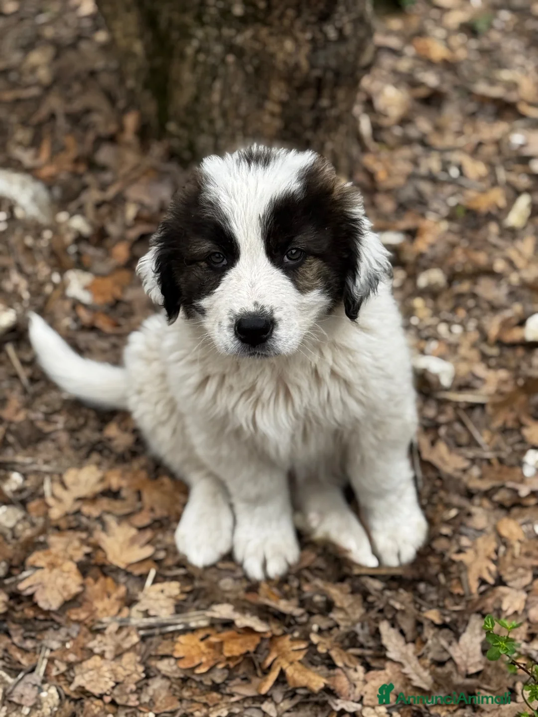 Meticcio cani in regalo: Non cucciolo socievole taglia grande a Città Metropolitana di Torino - Annuncio 4