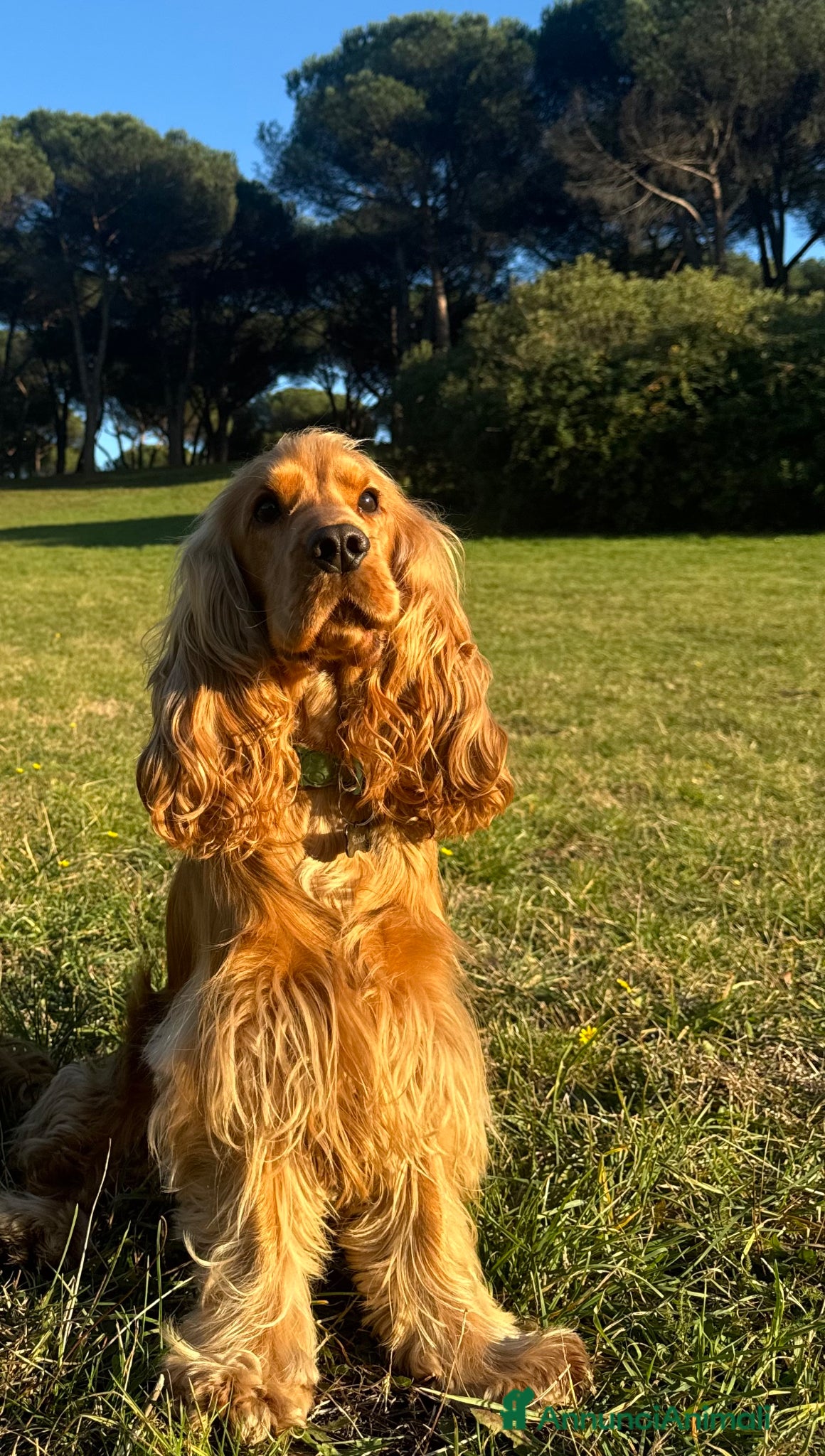 Cocker cani Fantastico cocker spaniel inglese   - Annuncio 1