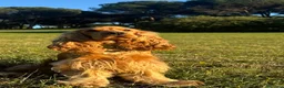 Cocker cani per accoppiamento: Fantastico cocker spaniel inglese   - Annuncio 1