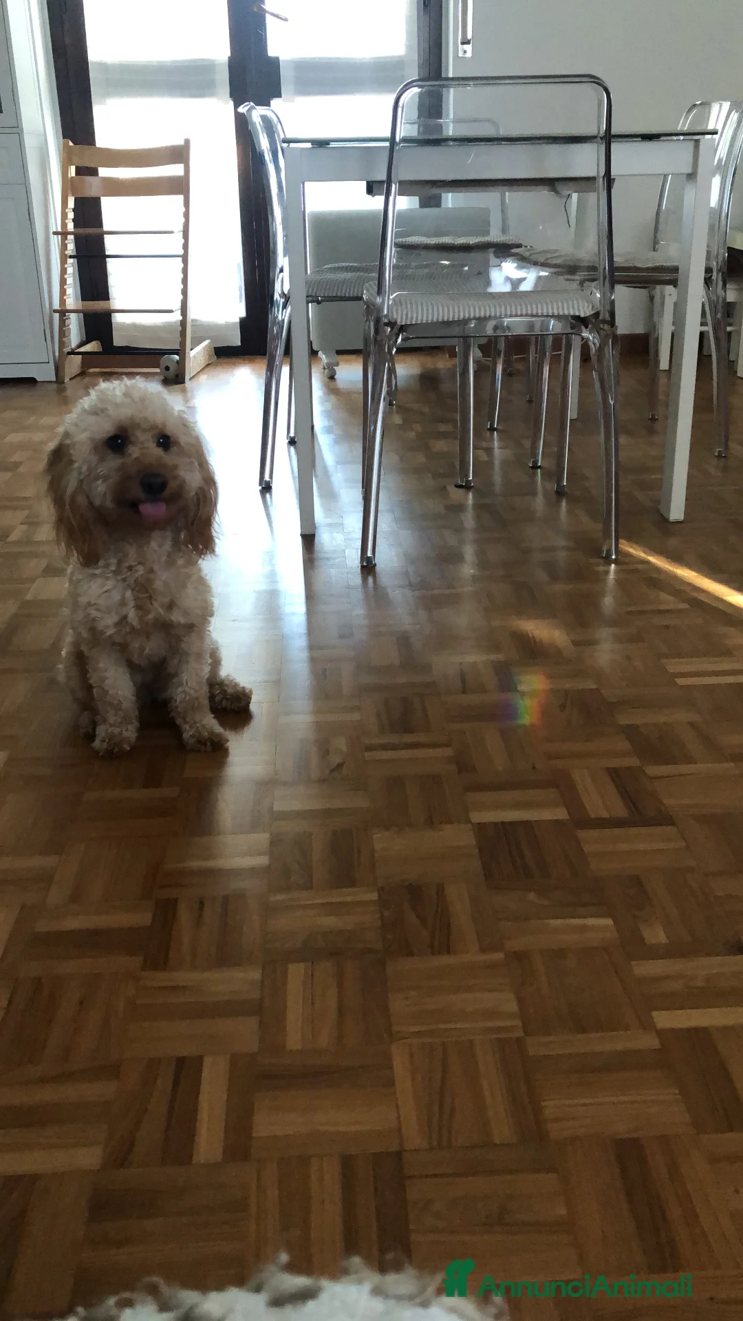 Cavapoo cani per accoppiamento: Cerco maschio cavapoo a Provincia di Varese - Annuncio 2