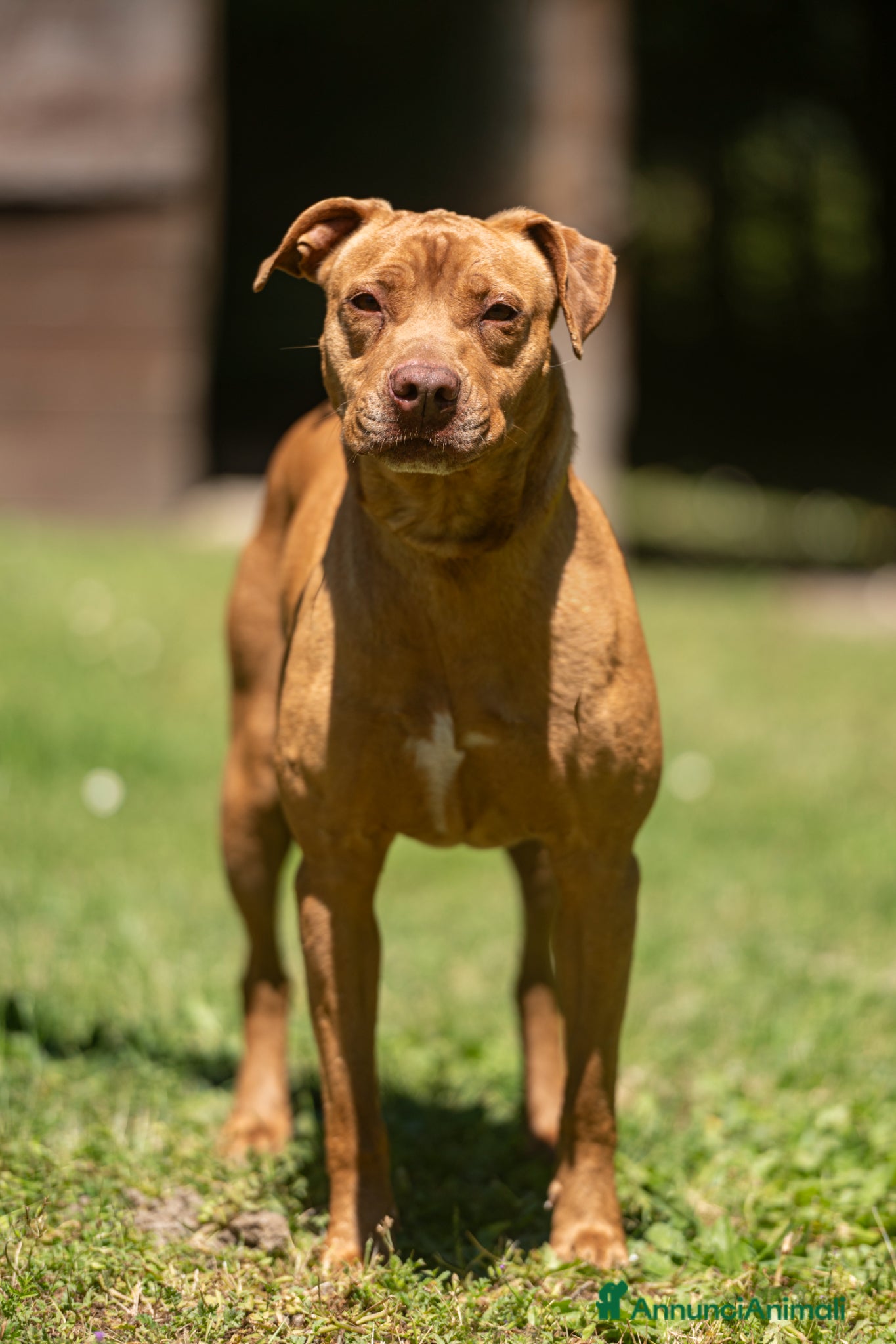 Pitbull cani KIRA DAL DIVANO AL CANILE, IN ADOZIONE - Annuncio 1