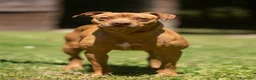 Pitbull cani in regalo: KIRA DAL DIVANO AL CANILE, IN ADOZIONE - Annuncio 1