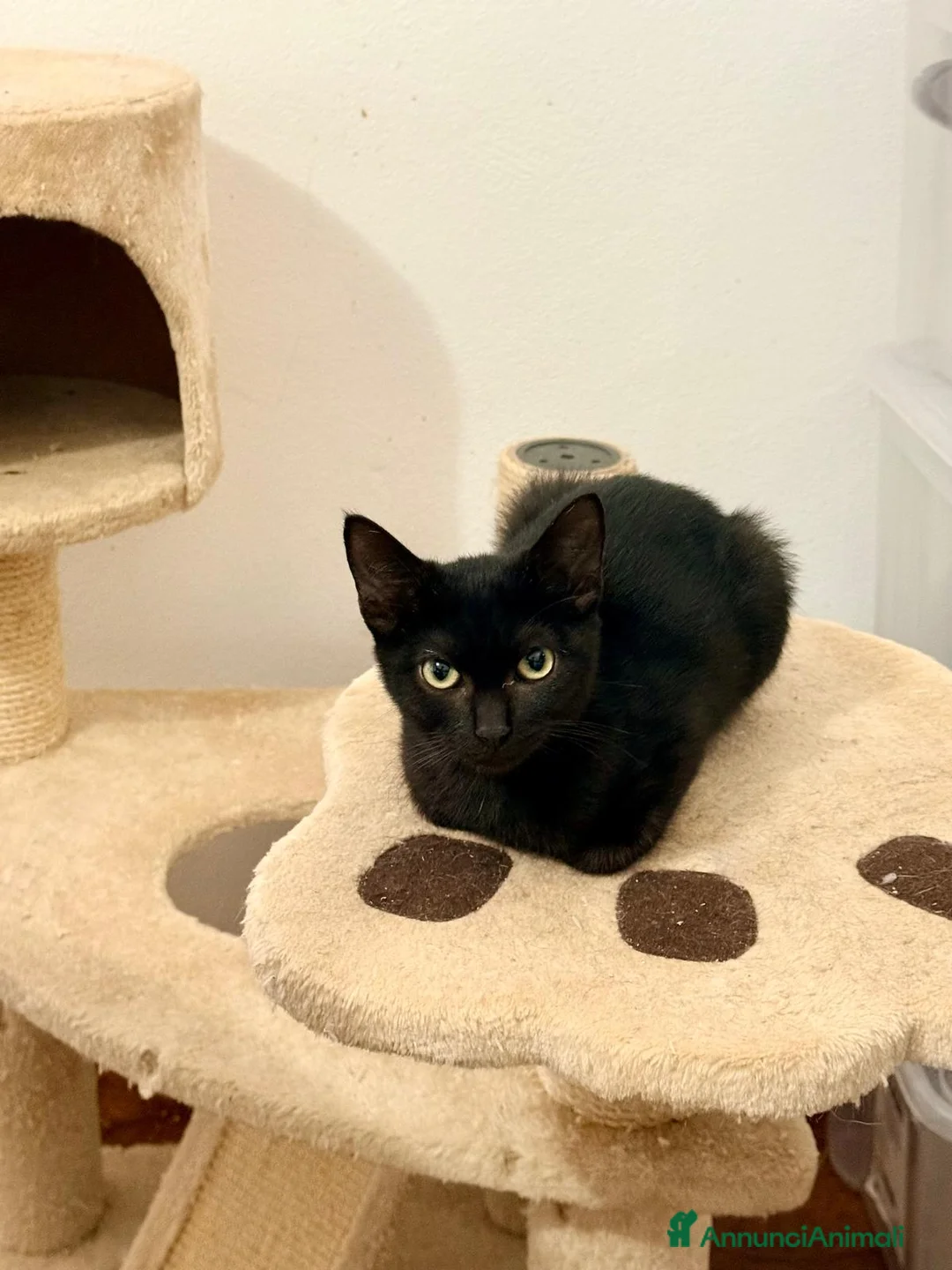 Meticcio gatti in regalo: Due gattini di 4 mesi cercano casa - Annuncio 2