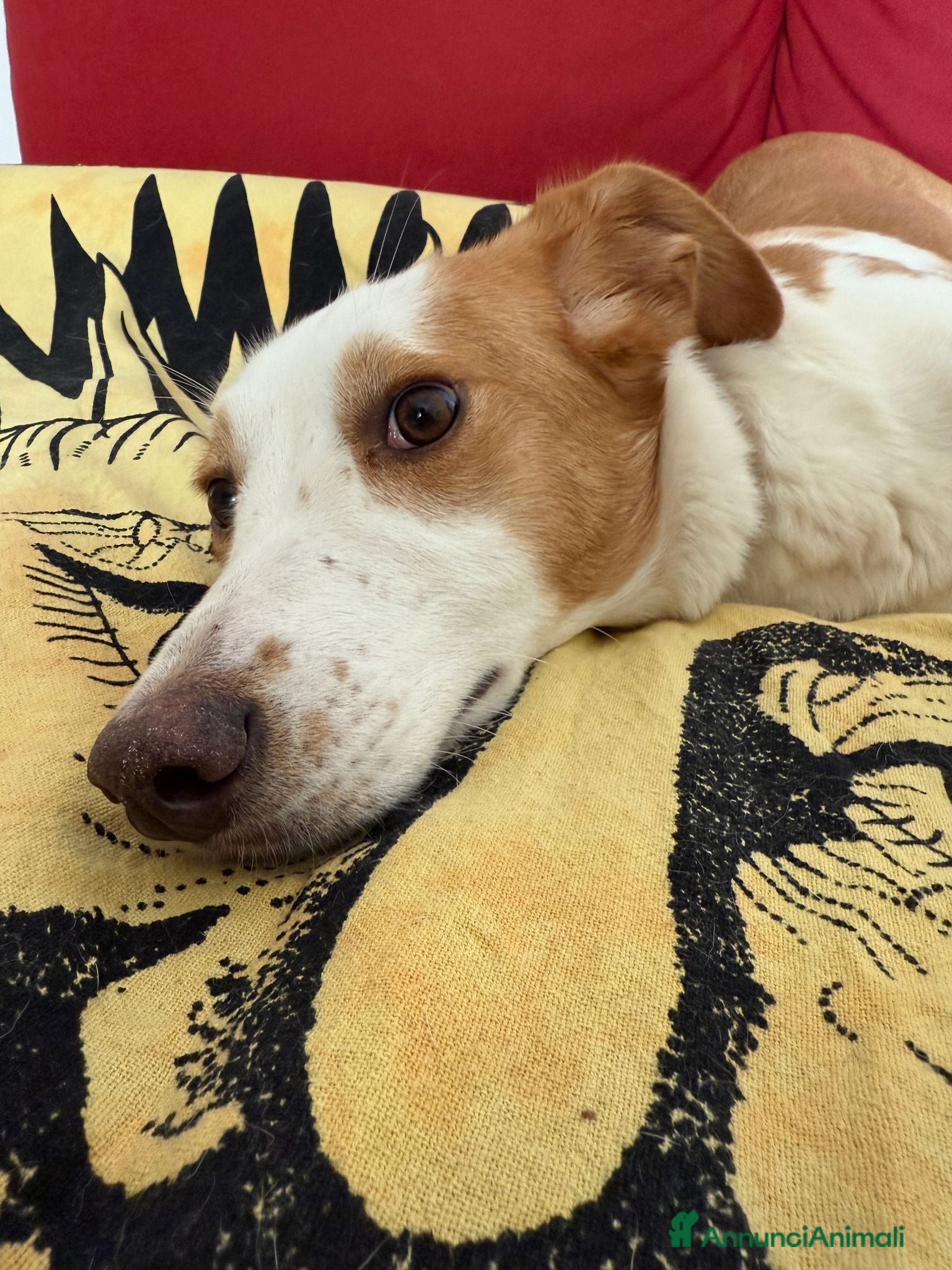 Meticcio cani Mila, cane super dolce! - Annuncio 31