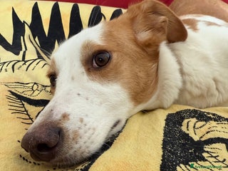 Meticcio cani in regalo: Mila, cane super dolce! - Annuncio 1