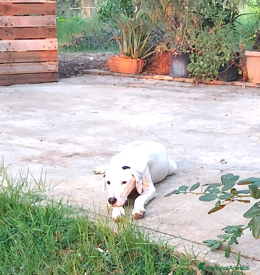 Meticcio cani in regalo: Thelma & Louise - sorelline cucciole meticce - Annuncio 5