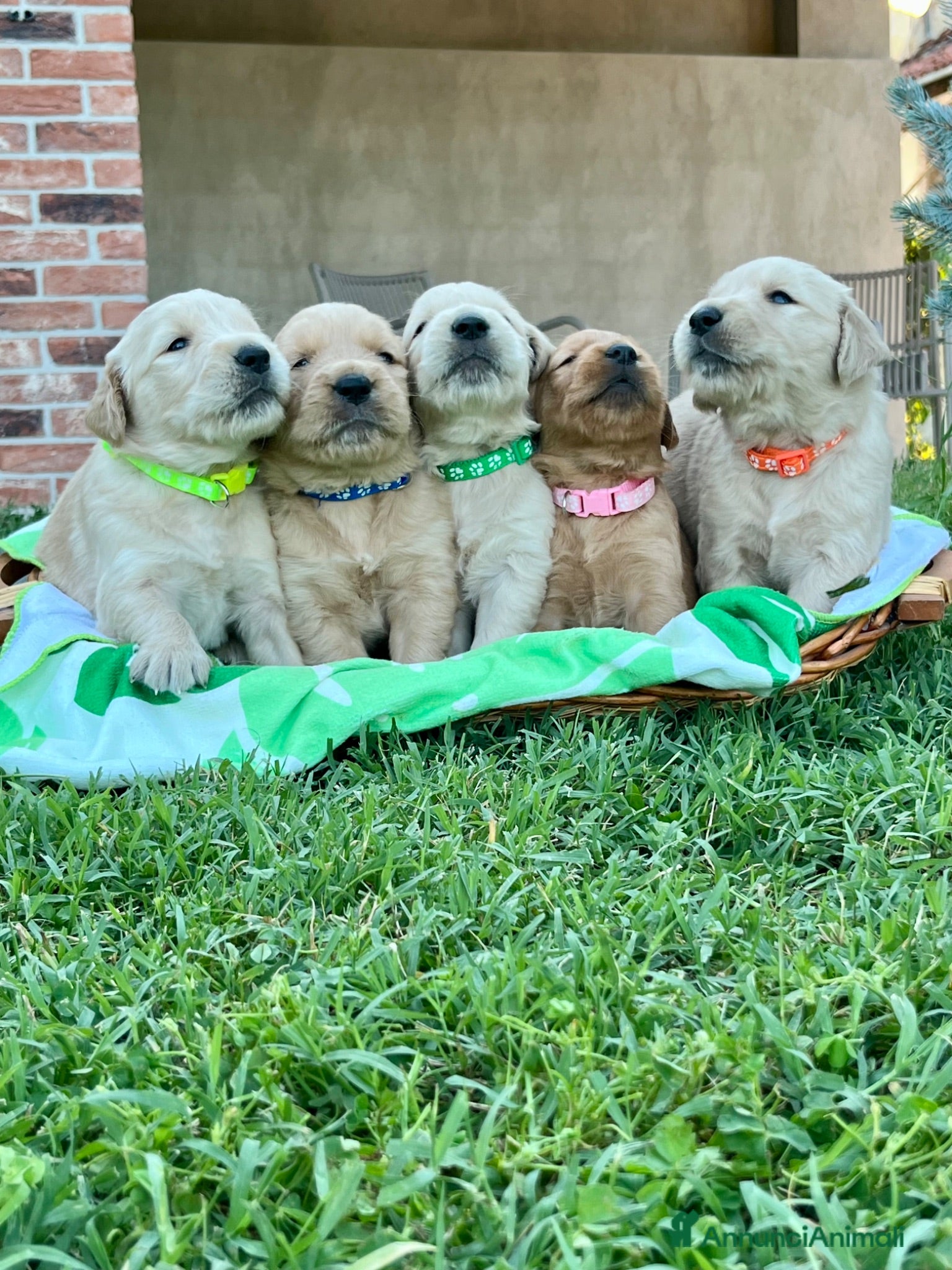 Golden Retriever cani Cuccioli di golden retriever  - Annuncio 7