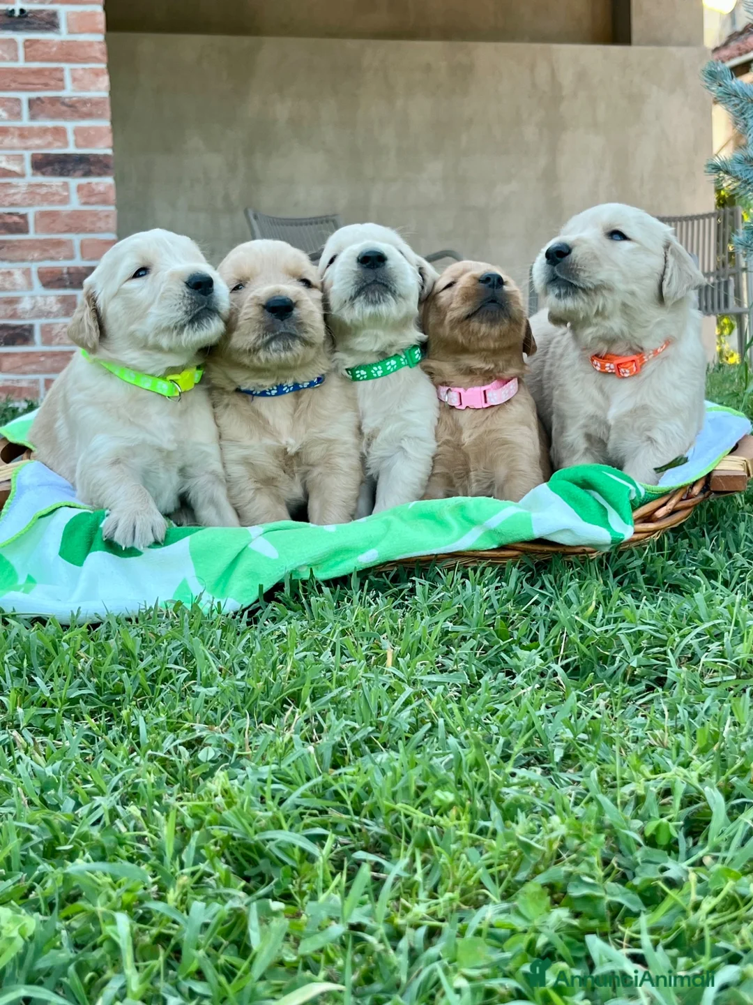 Golden Retriever cani in vendita: Cuccioli di golden retriever  - Annuncio 1