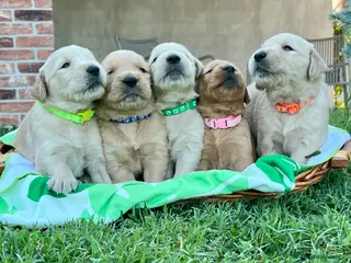 Golden Retriever cani Cuccioli di golden retriever - Annuncio 3