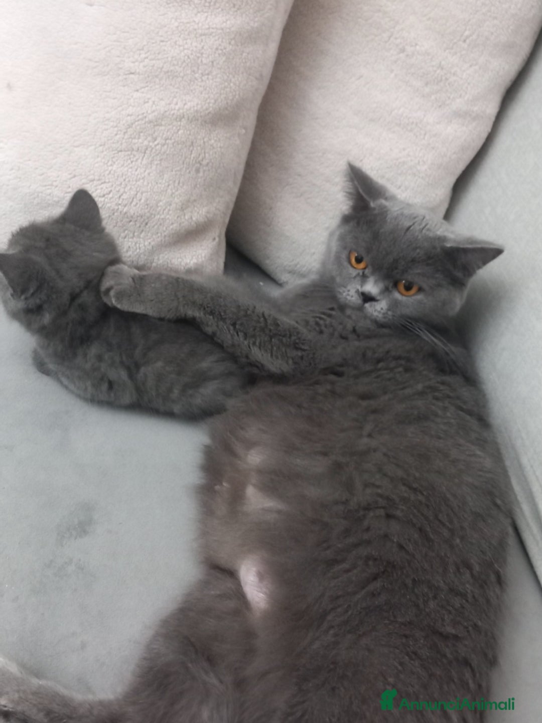 Scottish gatti in vendita: Schottich Straight  - Annuncio 3