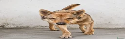 Lupo Cecoslovacco cani in regalo: Lupo . - Annuncio 1
