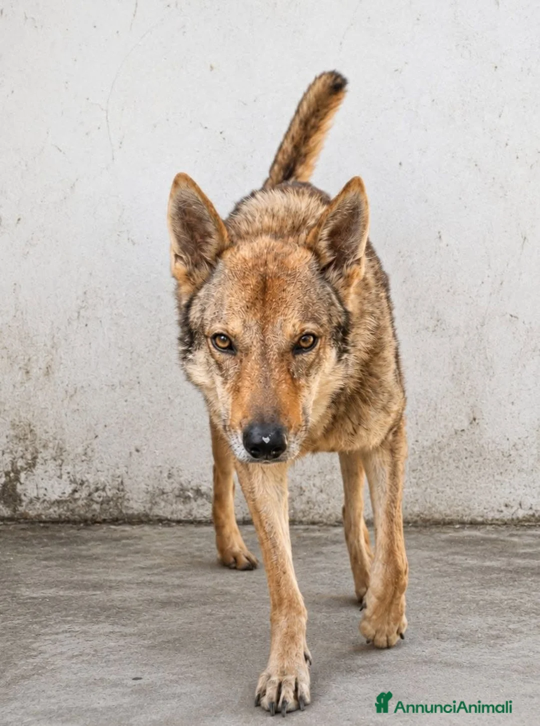 Lupo Cecoslovacco cani in regalo: Lupo . - Annuncio 1