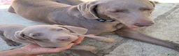Weimaraner cani in vendita: Cuccioli Weimaraner - Annuncio 4