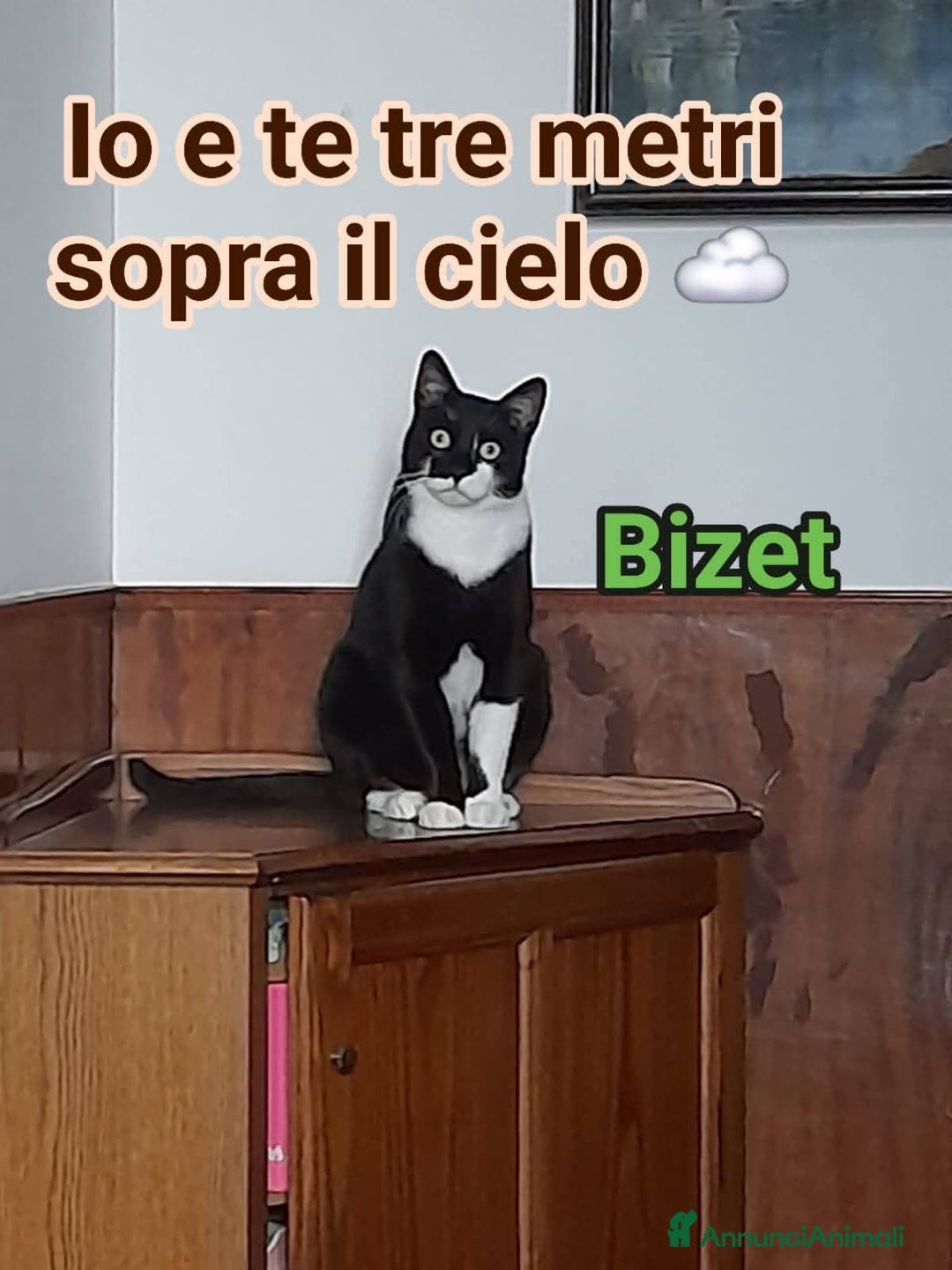 Europeo gatti in regalo: BIZET CERCA UNA NUOVA MAMMA - Annuncio 3