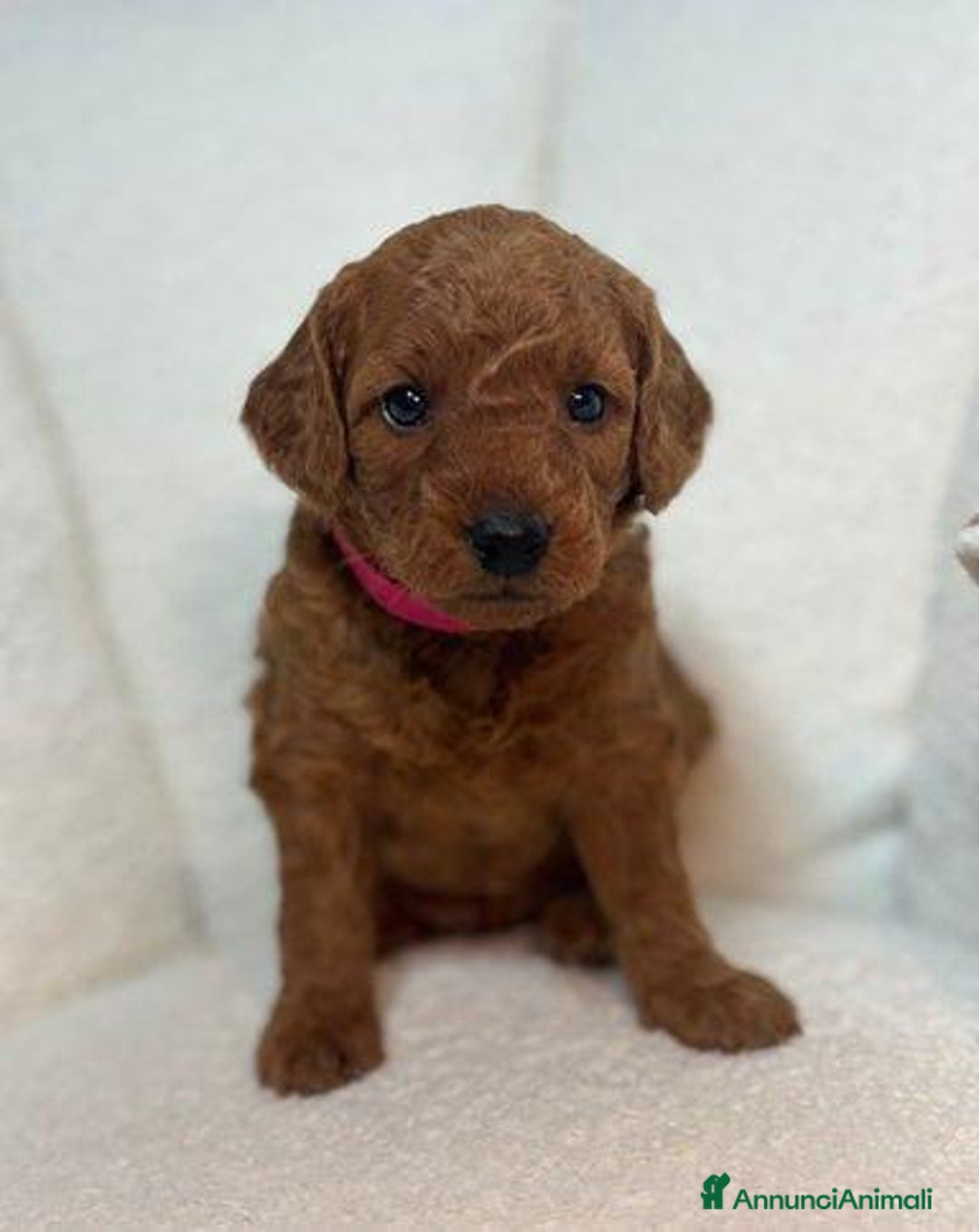 Meticcio cani in vendita: Cuccioli di Mini Goldendoodle F1BB - Annuncio 13