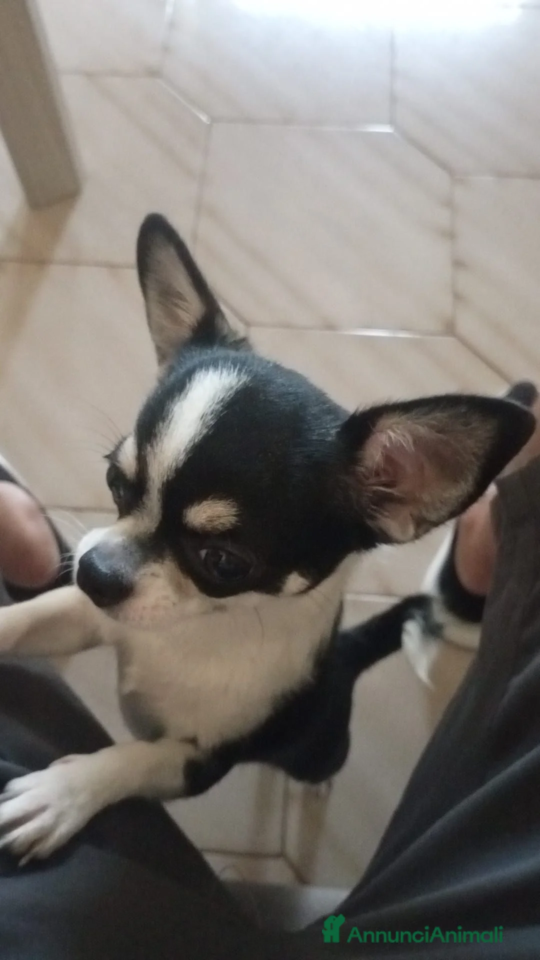 Chihuahua cani in vendita: Cucciola Chiwawa toy  a Città metropolitana di Catania - Annuncio 2