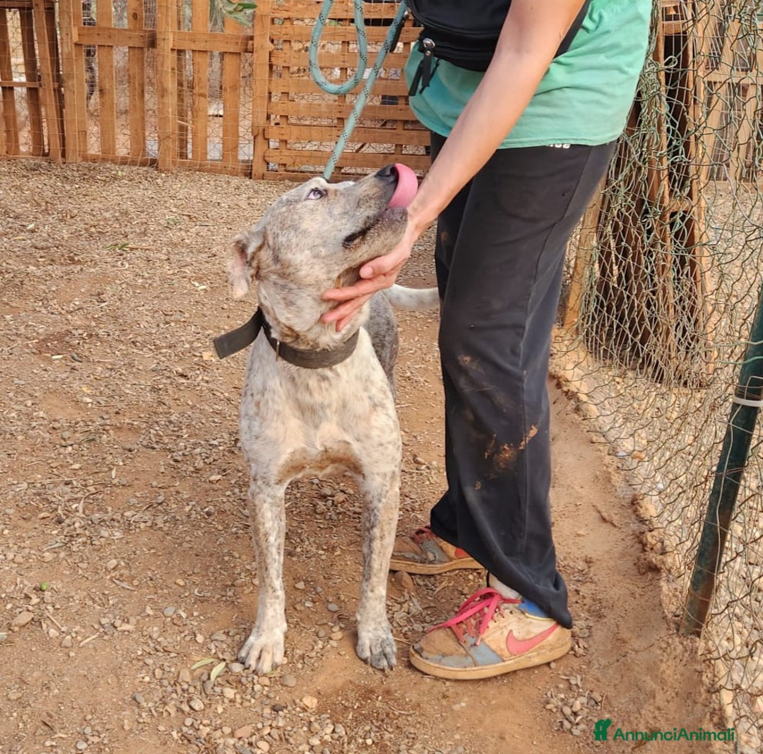 Meticcio cani in regalo: Molossino meno di 2anni buono e bellissimo.CALABR a Città metropolitana di Milano - Annuncio 3