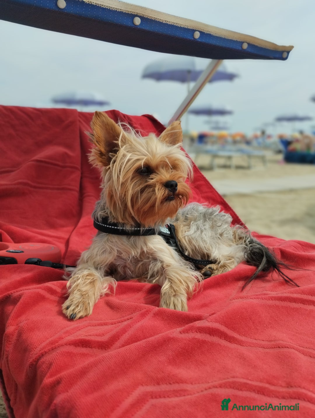 Yorkshire cani per accoppiamento: Maschio Yorkshire Toy per accoppiamento a Provincia di Brescia - Annuncio 10