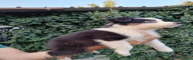 Australian Shepherd 2