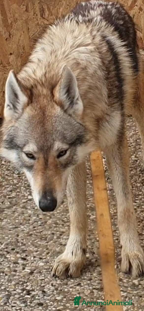 Lupo Cecoslovacco cani Lupo cecoslovacco  - Annuncio 15