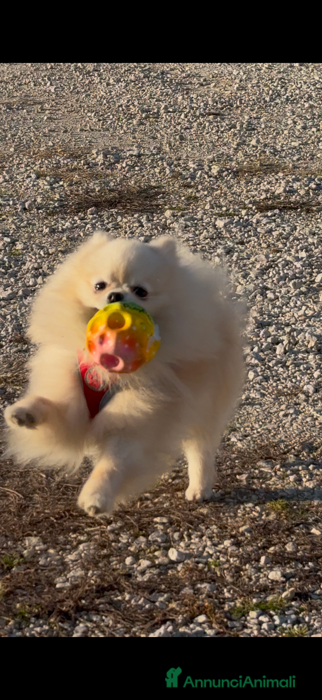 Spitz cani per accoppiamento: Cercasi Femmina Roma a Città metropolitana di Roma Capitale - Immagine 13