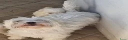 Maltese cani in vendita: Cuccioli di maltese coreano a Provincia di Benevento - Annuncio 2