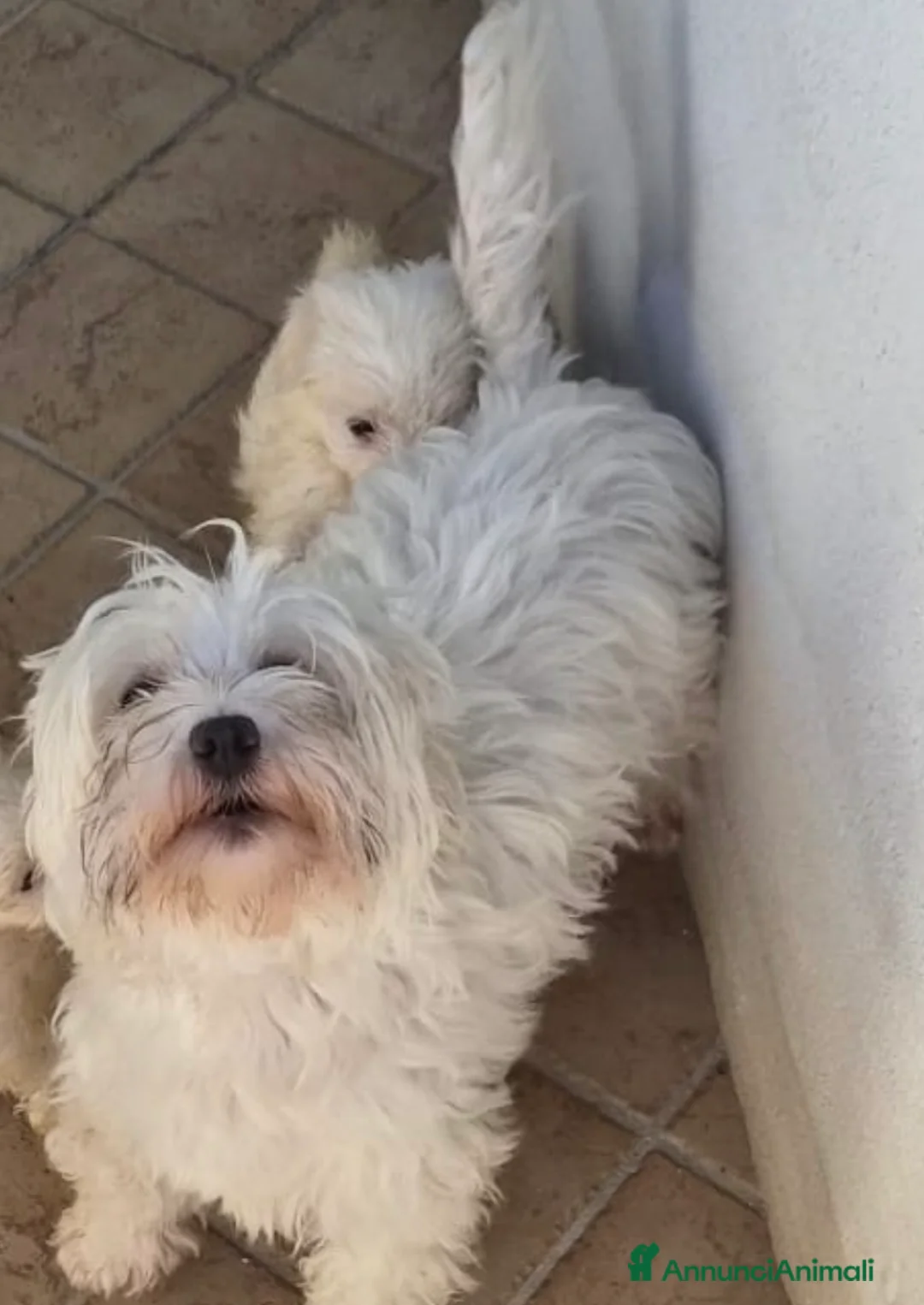 Maltese cani in vendita: Cuccioli di maltese coreano a Provincia di Benevento - Annuncio 2
