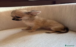 Chihuahua cani in vendita: Chihuahua micro bimba  a Provincia di Brescia - Immagine 2