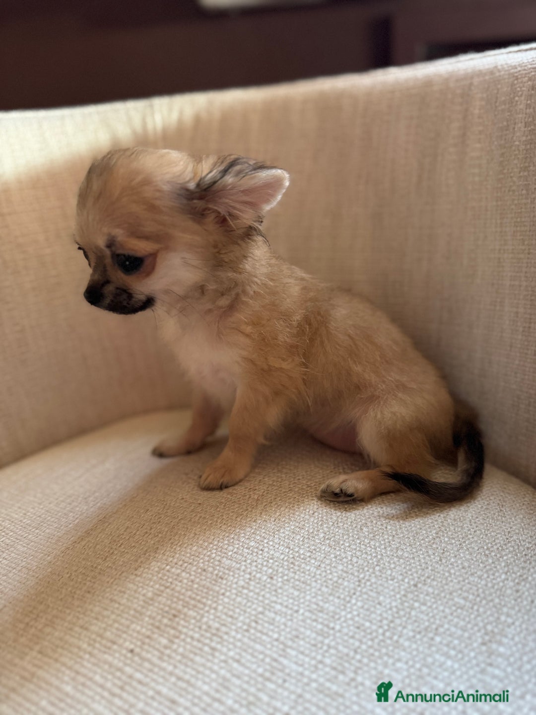 Chihuahua cani in vendita: Chihuahua micro bimba  a Provincia di Brescia - Immagine 2