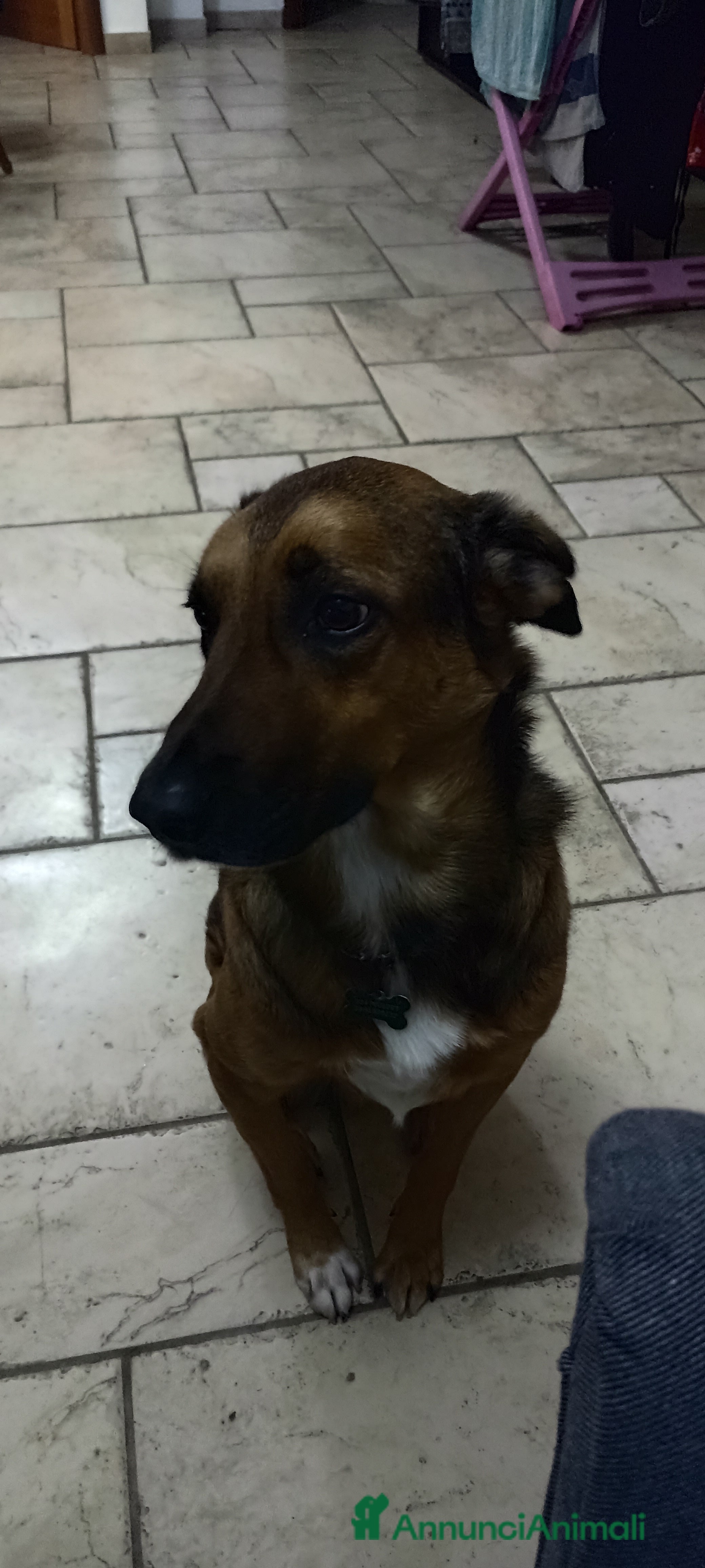 Meticcio cani Cane miticcio - Annuncio 30