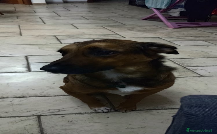 Meticcio cani - Annuncio 2