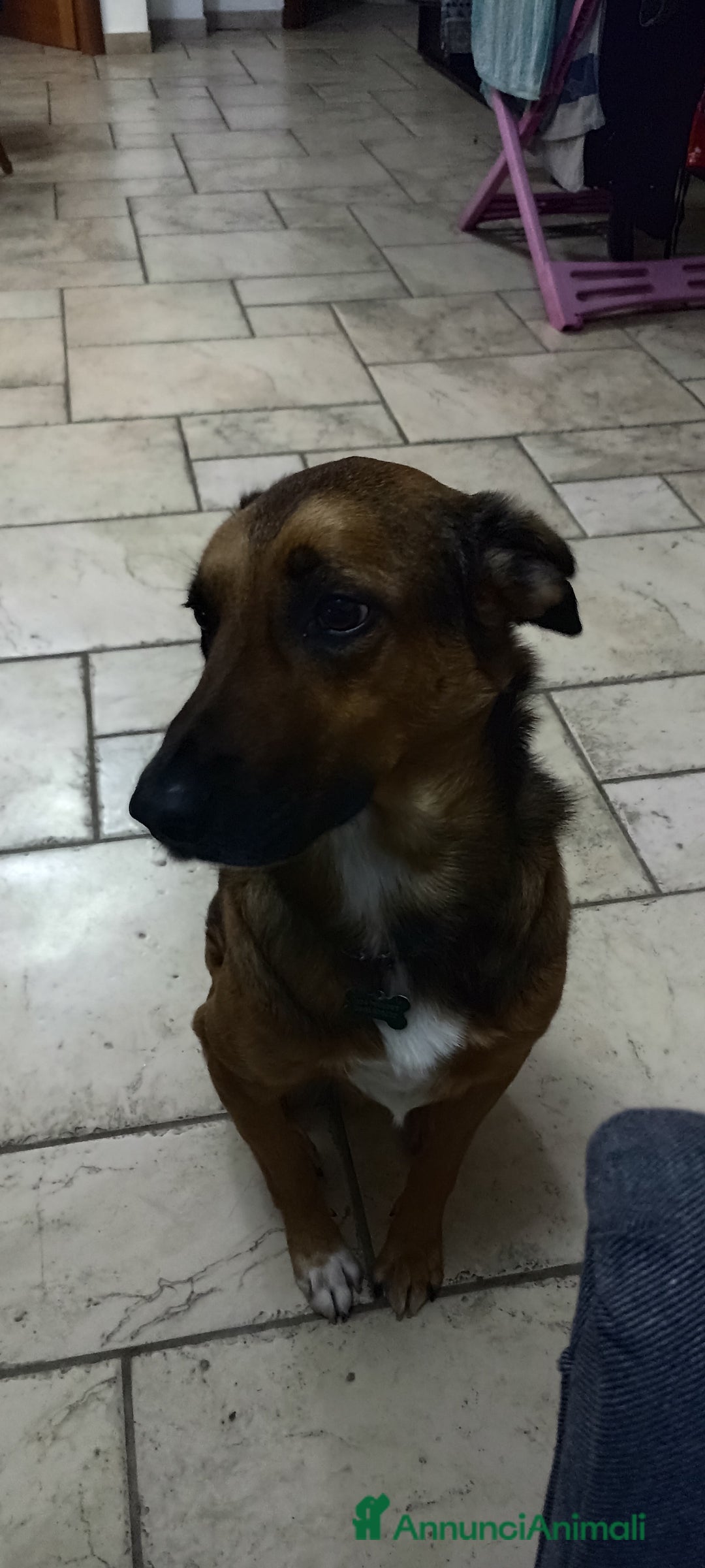 Meticcio cani in regalo: Cane miticcio - Annuncio 1