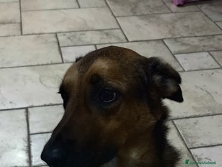 Meticcio cani in regalo: Cane miticcio - Annuncio 1