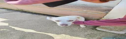 Meticcio cani in regalo: Sono tanto buono, ho 4 anni per 16 kg  - Annuncio 3
