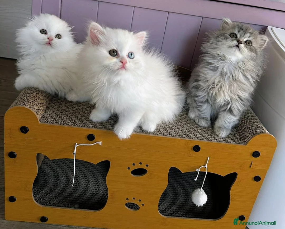 Scottish gatti in vendita: Gattini highland con pedigree  - Annuncio 2