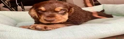 Cocker cani in vendita: Prenotazioni cuccioli di English Cocker Spaniel  a Provincia di Cosenza - Annuncio 12
