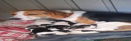 Beagle cani in vendita: Beagle  - Annuncio 3
