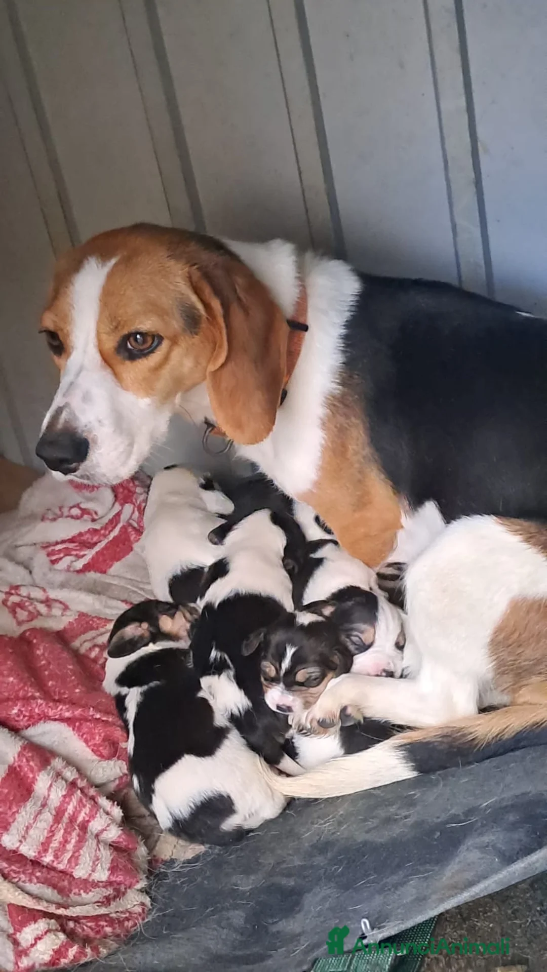 Beagle cani in vendita: Beagle  - Annuncio 3