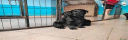 Labrador cani in vendita: Cuccioli neri di Labrador Retriever - Annuncio 6