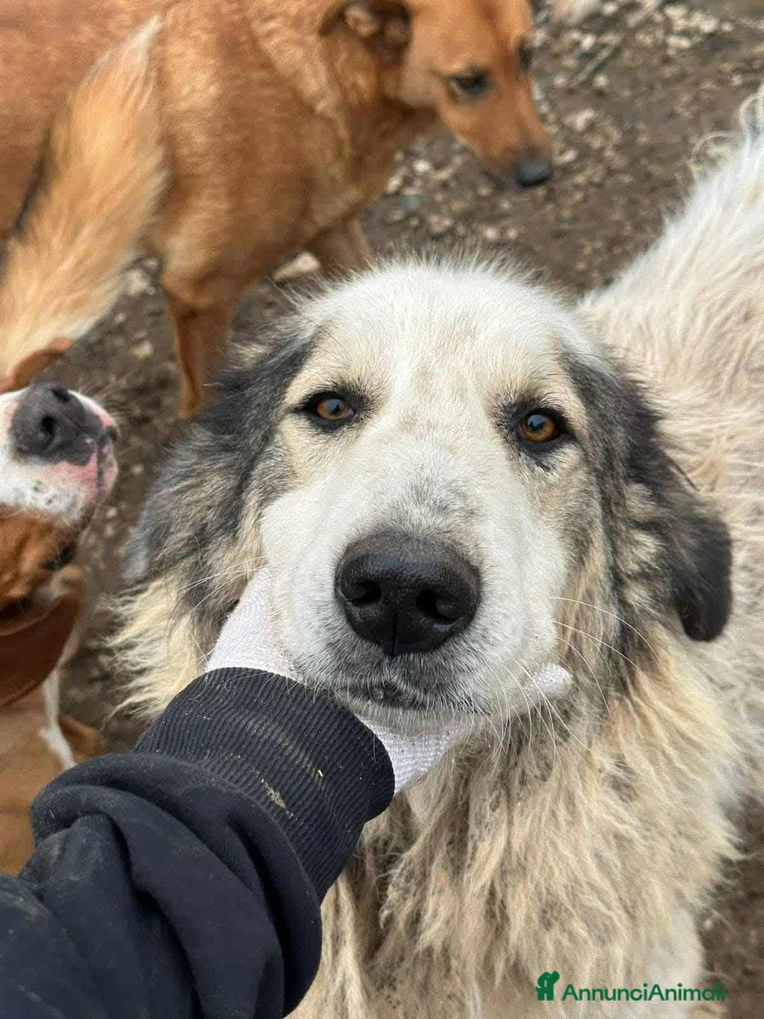 Meticcio cani in regalo: GRISU', dolce gigante cerca famiglia! - Annuncio 2