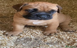 Bullmastiff cani in vendita: Cuccioli Bullmastiff  - Immagine 20