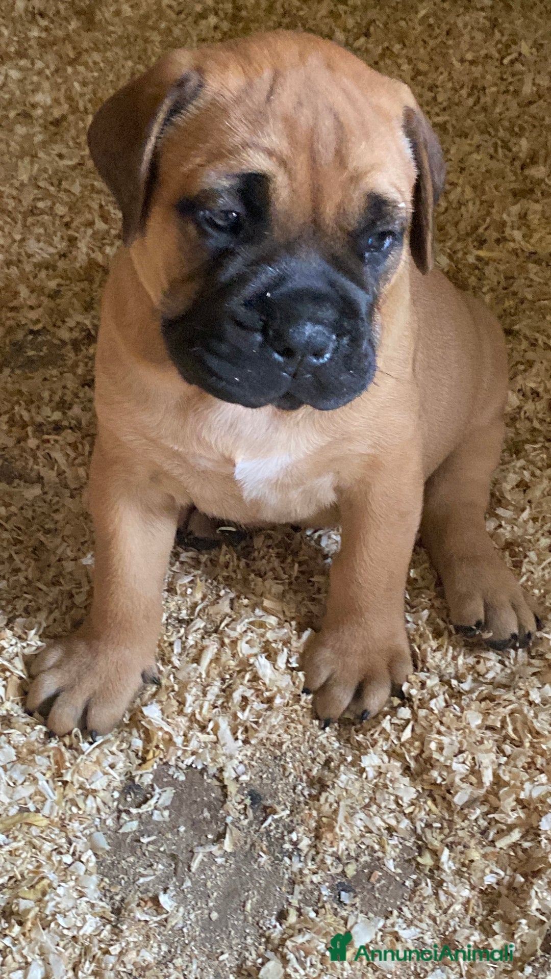 Bullmastiff cani in vendita: Cuccioli Bullmastiff  - Annuncio 20